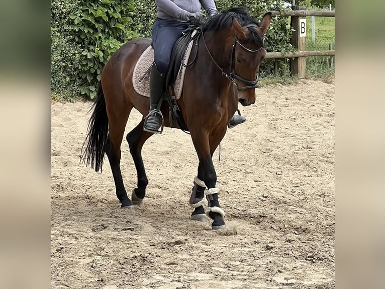 Hannoveraan Merrie 4 Jaar 147 cm Bruin in Geilenkirchen