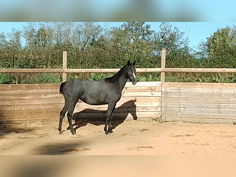 Hannoveraan Merrie 4 Jaar 149 cm Schimmel in Ceron