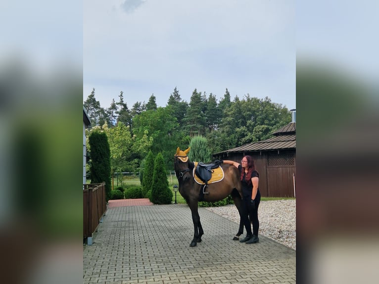 Hannoveraan Merrie 4 Jaar 150 cm Bruin in Rothenburg/Oberlausitz