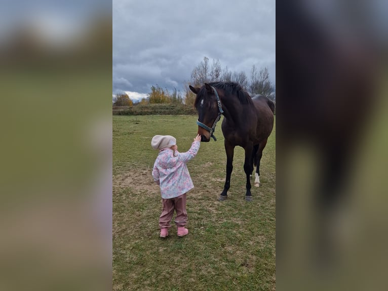 Hannoveraan Merrie 4 Jaar 150 cm Bruin in Rothenburg/Oberlausitz