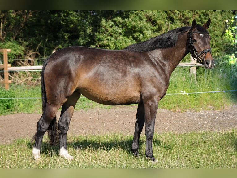 Hannoveraan Merrie 4 Jaar 151 cm Donkerbruin in Rickling