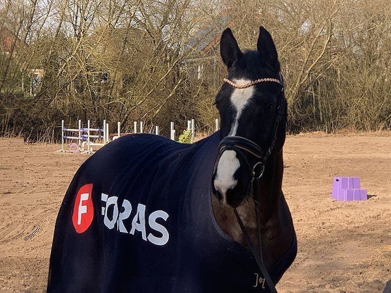 Hannoveraan Merrie 4 Jaar 154 cm Zwart in Verden (Aller)