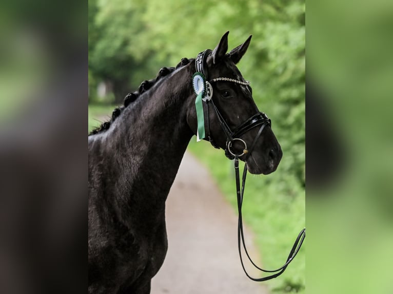 Hannoveraan Merrie 4 Jaar 155 cm Zwart in Moers