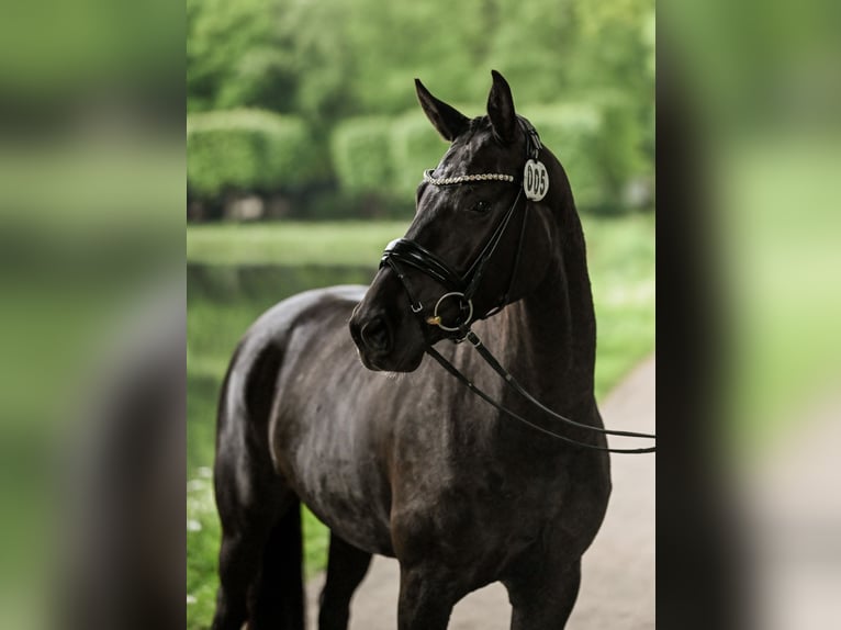 Hannoveraan Merrie 4 Jaar 155 cm Zwart in Moers