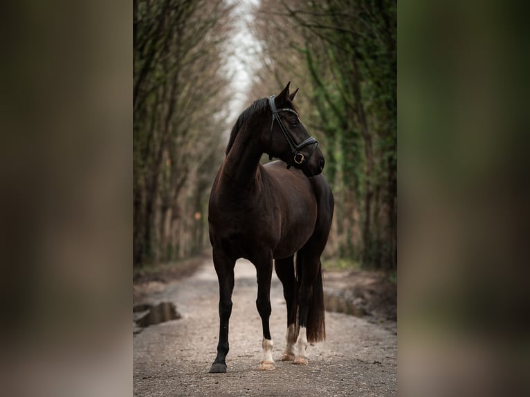 Hannoveraan Merrie 4 Jaar 155 cm Zwart in Moers