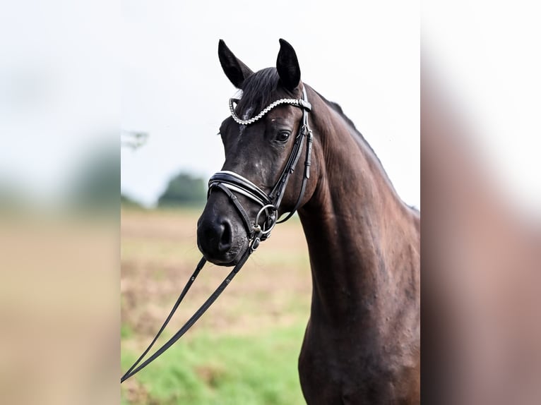 Hannoveraan Merrie 4 Jaar 155 cm Zwart in Moers