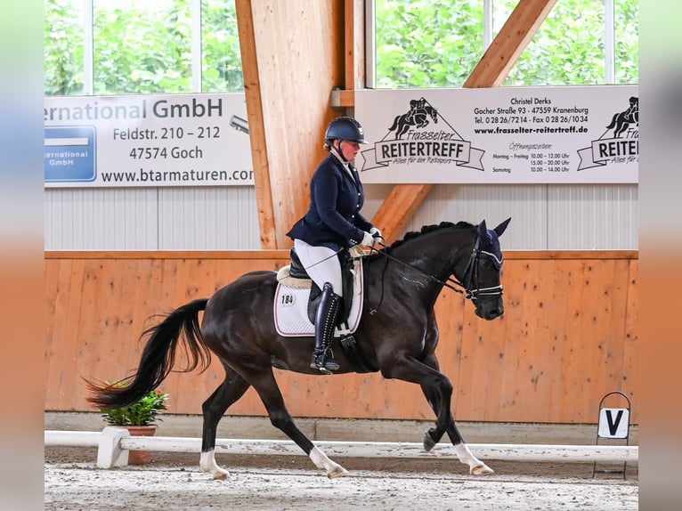 Hannoveraan Merrie 4 Jaar 155 cm Zwart in Moers