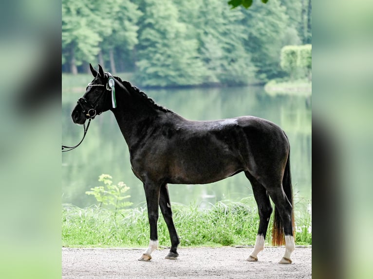 Hannoveraan Merrie 4 Jaar 155 cm Zwart in Moers