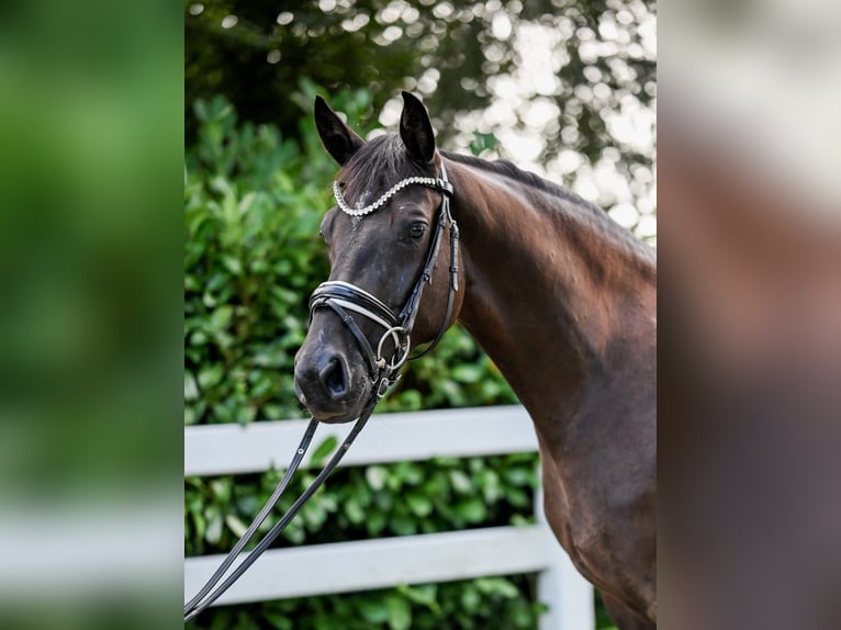 Hannoveraan Merrie 4 Jaar 155 cm Zwart in Moers