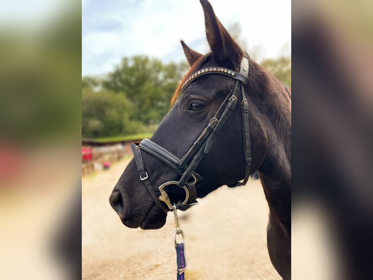 Hannoveraan Merrie 4 Jaar 155 cm Zwart in Moers