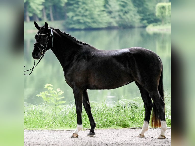 Hannoveraan Merrie 4 Jaar 155 cm Zwart in Moers