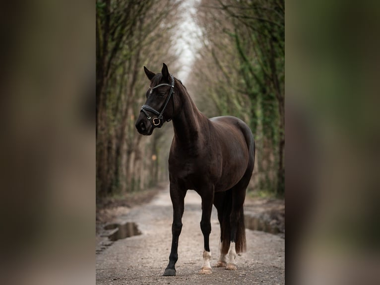 Hannoveraan Merrie 4 Jaar 155 cm Zwart in Moers