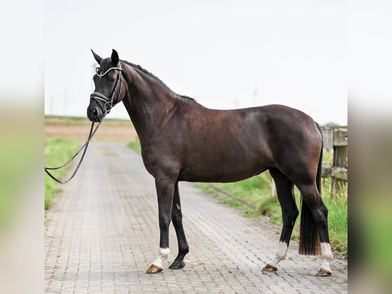 Hannoveraan Merrie 4 Jaar 155 cm Zwart in Moers