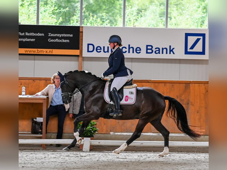 Hannoveraan Merrie 4 Jaar 155 cm Zwart in Moers