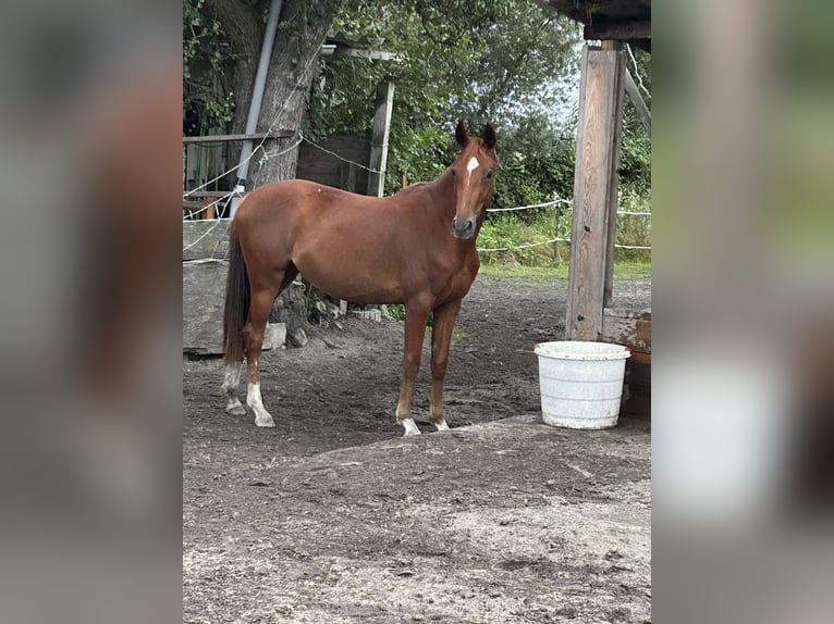 Hannoveraan Merrie 4 Jaar 157 cm Vos in Menz