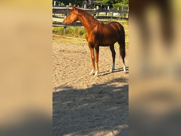 Hannoveraan Merrie 4 Jaar 157 cm Vos in Menz