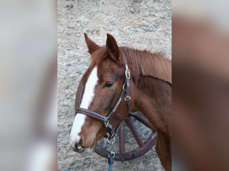 Hannoveraan Merrie 4 Jaar 157 cm Vos in Glandorf