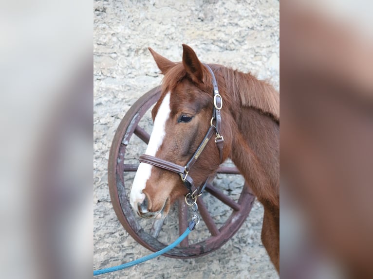 Hannoveraan Merrie 4 Jaar 157 cm Vos in Glandorf