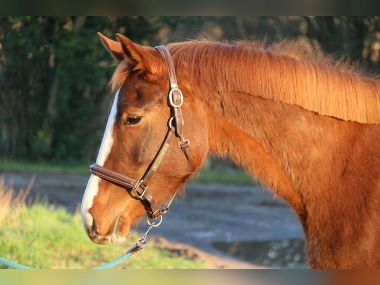 Hannoveraan Merrie 4 Jaar 157 cm Vos in Glandorf