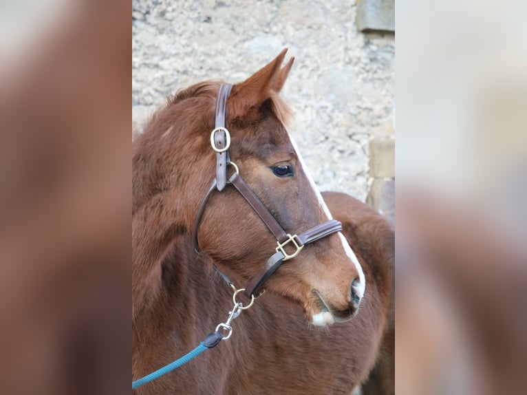 Hannoveraan Merrie 4 Jaar 157 cm Vos in Glandorf