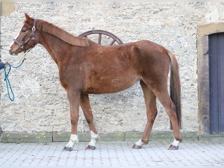 Hannoveraan Merrie 4 Jaar 157 cm Vos in Glandorf