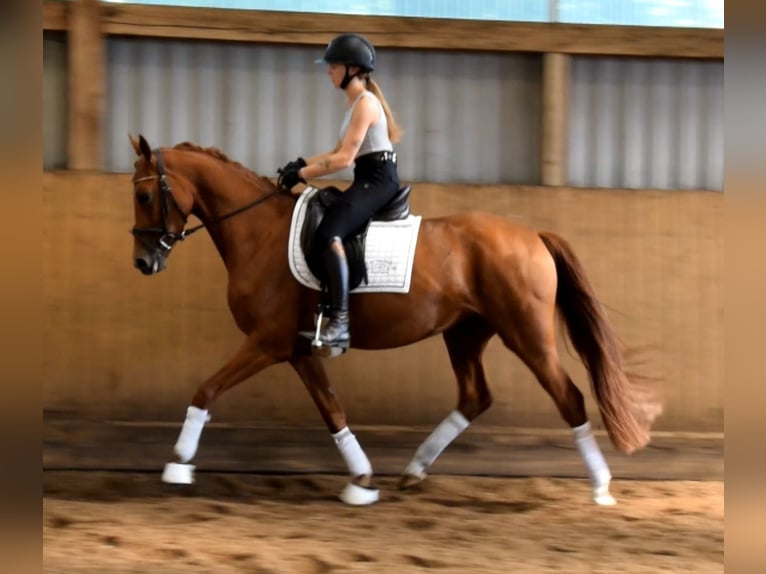 Hannoveraan Merrie 4 Jaar 158 cm Vos in Fredenbeck