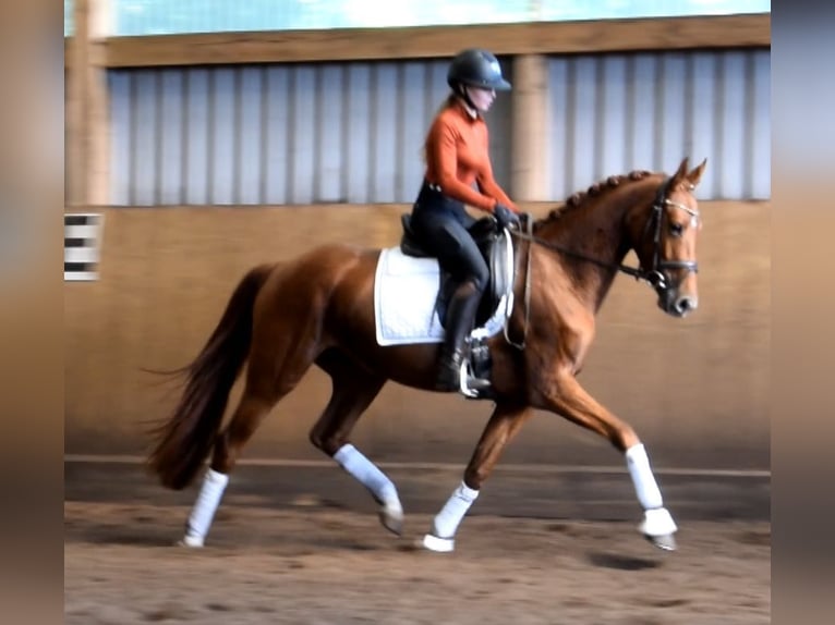 Hannoveraan Merrie 4 Jaar 158 cm Vos in Fredenbeck
