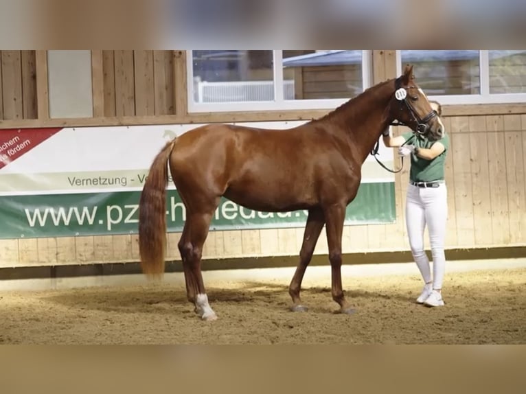 Hannoveraan Merrie 4 Jaar 158 cm Vos in Weil