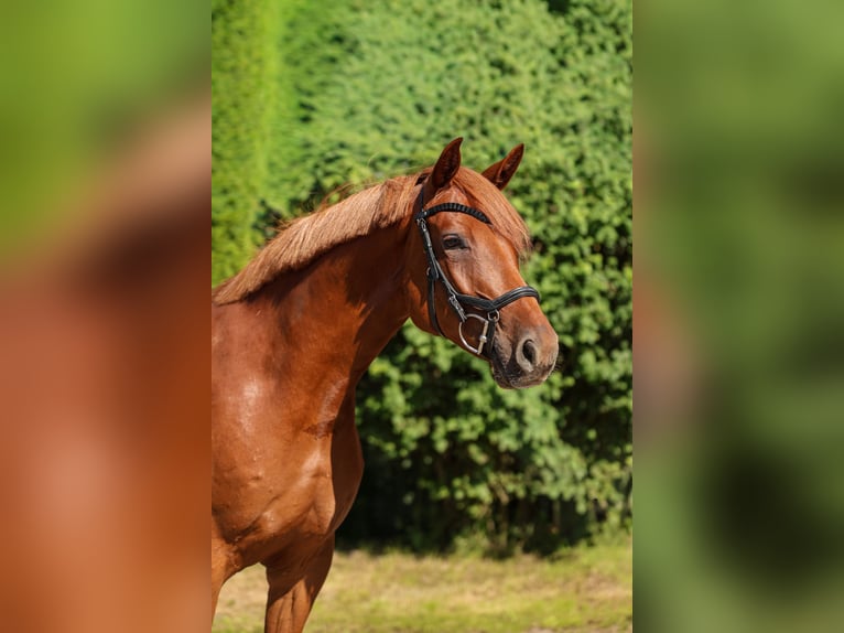 Hannoveraan Merrie 4 Jaar 158 cm Vos in Tespe