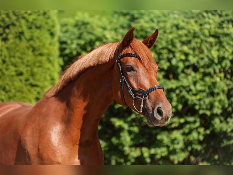 Hannoveraan Merrie 4 Jaar 158 cm Vos in Tespe
