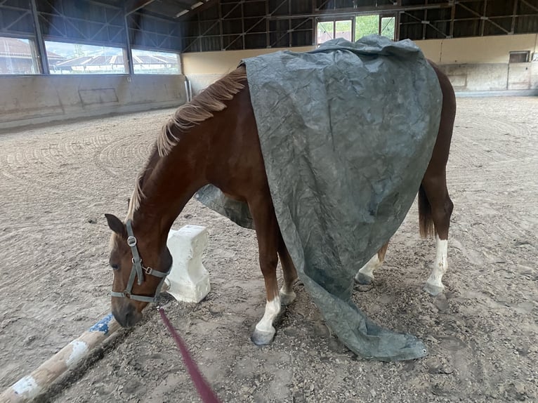 Hannoveraan Merrie 4 Jaar 158 cm Vos in Montlingen