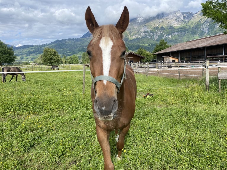 Hannoveraan Merrie 4 Jaar 158 cm Vos in Montlingen