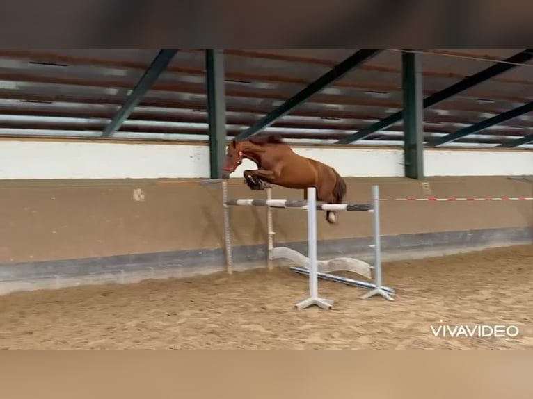 Hannoveraan Merrie 4 Jaar 158 cm Vos in Großenwörden