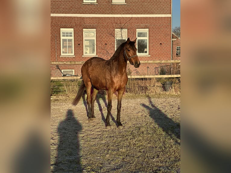 Hannoveraan Merrie 4 Jaar 160 cm Bruin in Ihlow