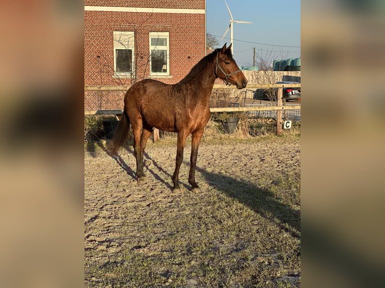 Hannoveraan Merrie 4 Jaar 160 cm Bruin in Ihlow