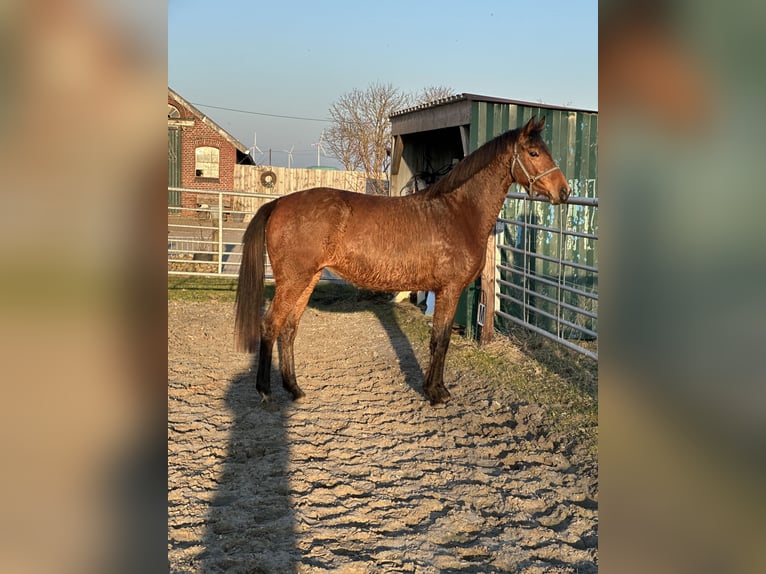 Hannoveraan Merrie 4 Jaar 160 cm Bruin in Ihlow