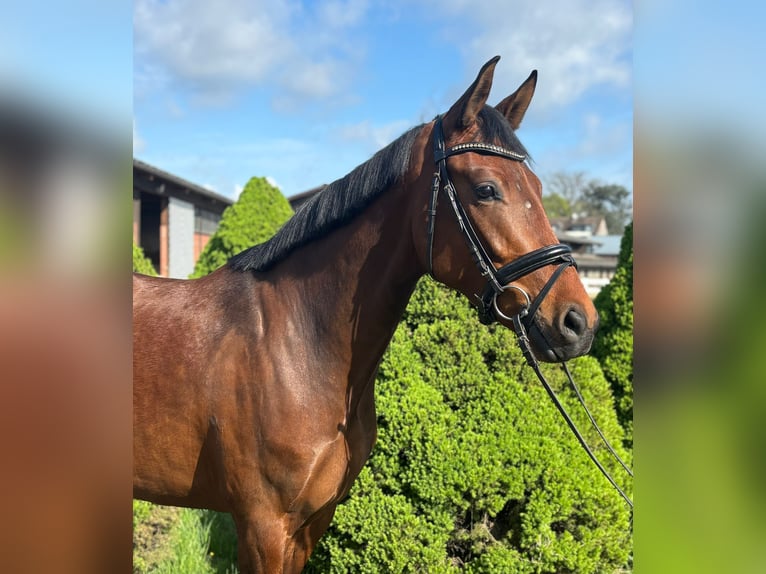 Hannoveraan Merrie 4 Jaar 160 cm Bruin in Ratingen