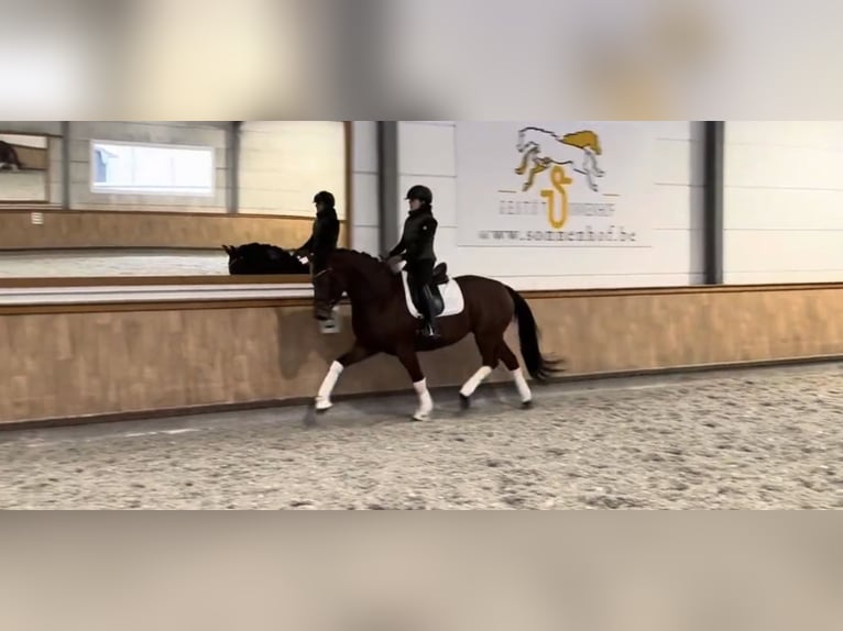 Hannoveraan Merrie 4 Jaar 160 cm Bruin in St.Vith