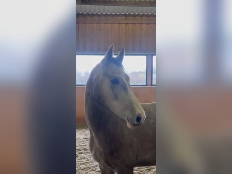 Hannoveraan Merrie 4 Jaar 160 cm Schimmel in Stade