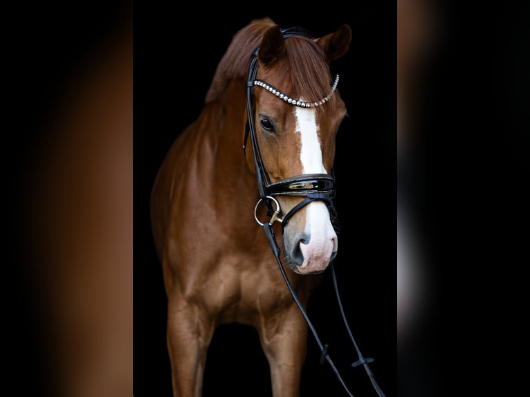 Hannoveraan Merrie 4 Jaar 160 cm Vos in Voerde