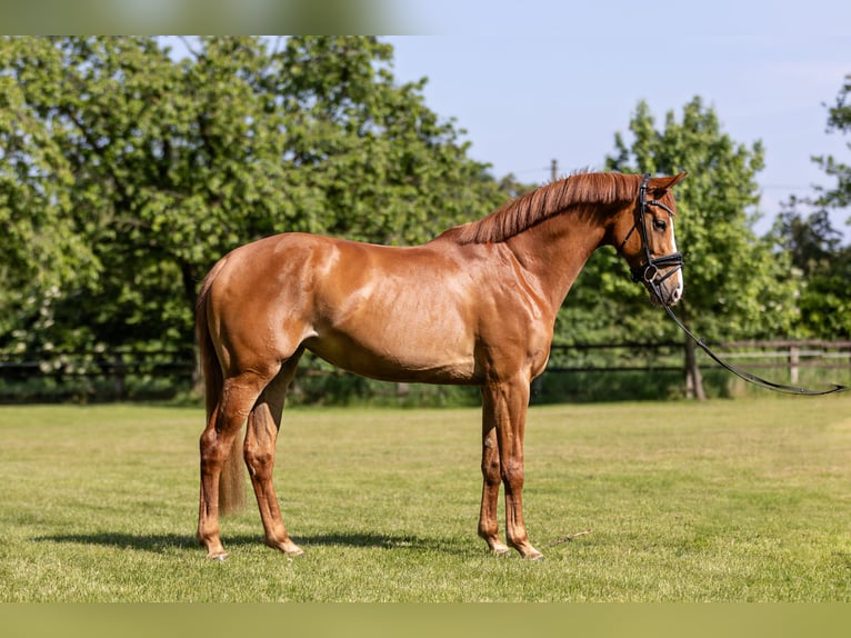 Hannoveraan Merrie 4 Jaar 160 cm Vos in Voerde