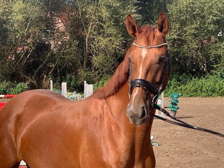 Hannoveraan Merrie 4 Jaar 160 cm Vos in Verden (Aller)