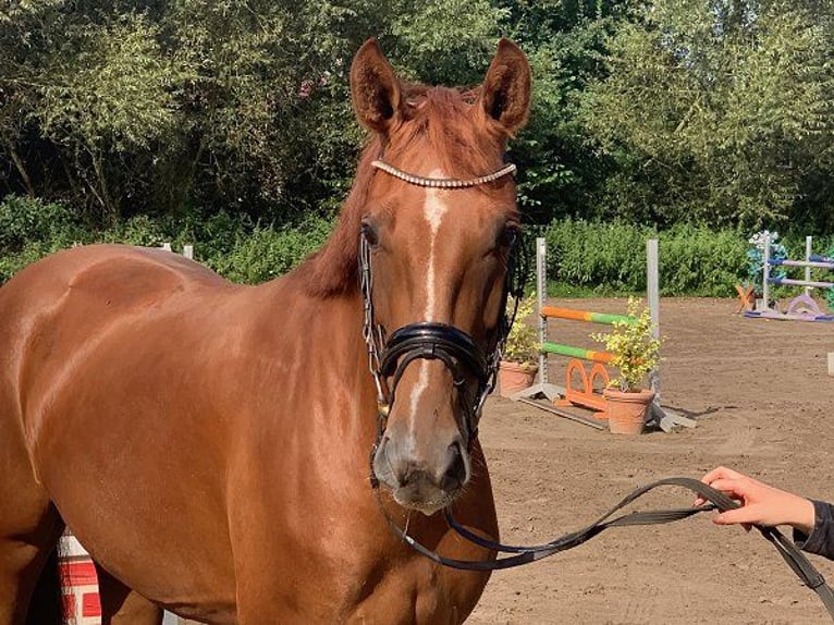 Hannoveraan Merrie 4 Jaar 160 cm Vos in Verden (Aller)