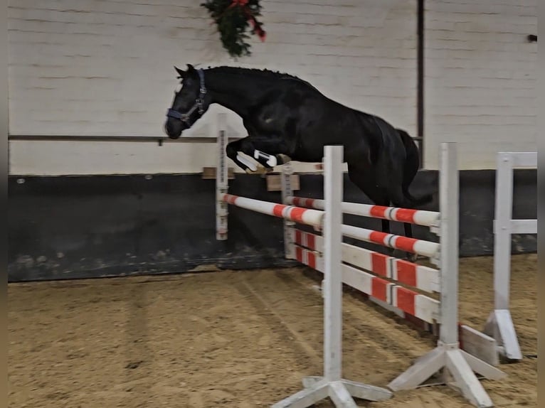 Hannoveraan Merrie 4 Jaar 160 cm Zwart in Geestland