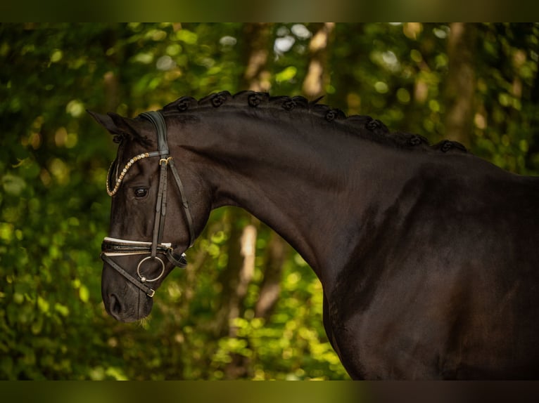 Hannoveraan Merrie 4 Jaar 160 cm Zwart in Wehringen