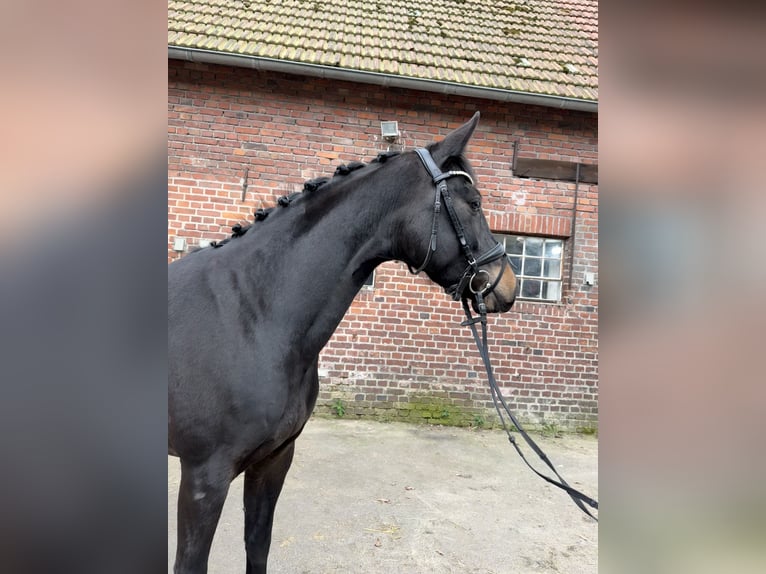 Hannoveraan Merrie 4 Jaar 160 cm Zwart in Hünxe