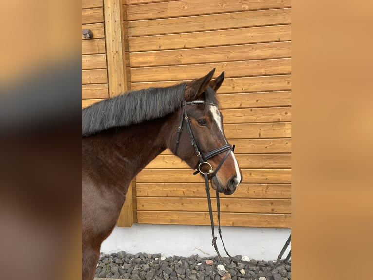 Hannoveraan Merrie 4 Jaar 161 cm Donkerbruin in Wartenberg