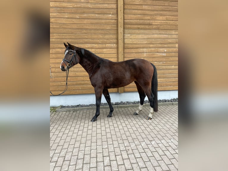 Hannoveraan Merrie 4 Jaar 161 cm Donkerbruin in Wartenberg