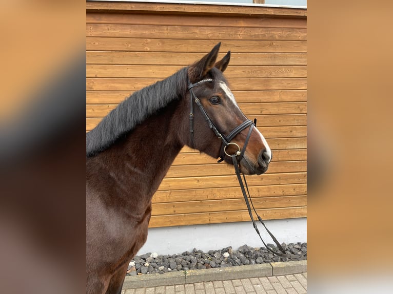 Hannoveraan Merrie 4 Jaar 161 cm Donkerbruin in Wartenberg