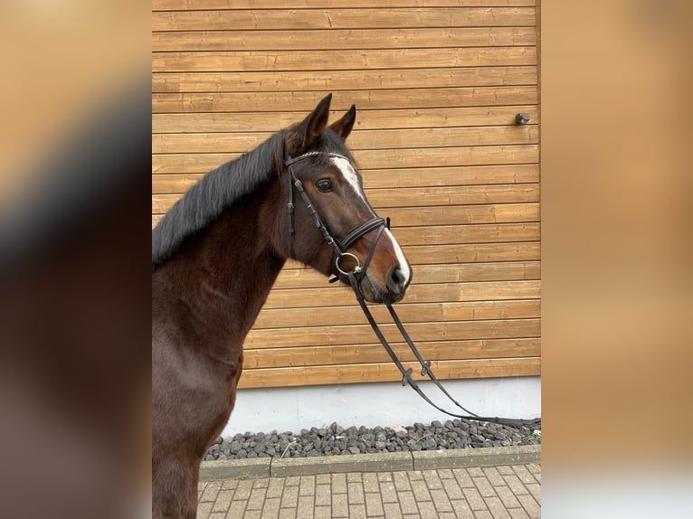 Hannoveraan Merrie 4 Jaar 161 cm Donkerbruin in Wartenberg